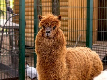 Image of EMERALD VILLAGE