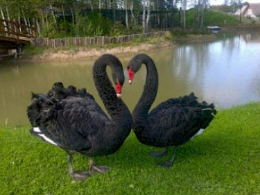 Image of Ruza Family Park