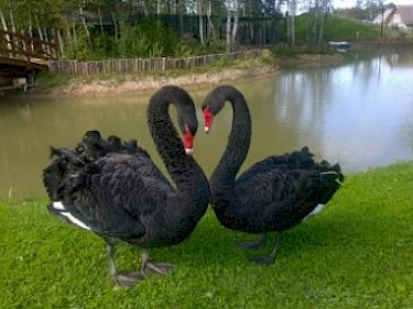 Image of Ruza Family Park