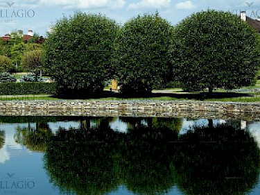 Image of Millennium Park